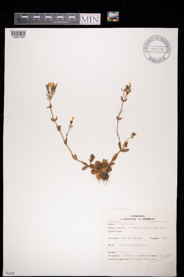 Centaurium erythraea image