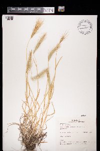 Hordeum murinum image