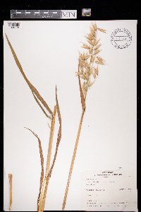Avena sativa image