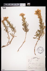 Ononis natrix image