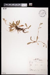 Hieracium pilosella image