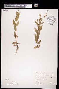 Epilobium parviflorum image
