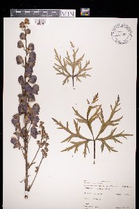 Aconitum napellus image
