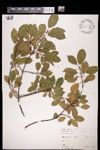 Frangula alnus image