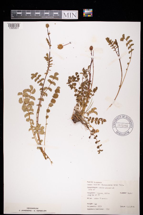 Sanguisorba minor image