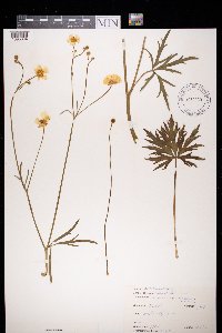 Ranunculus acris image