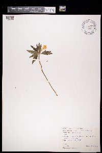 Anemone ranunculoides image