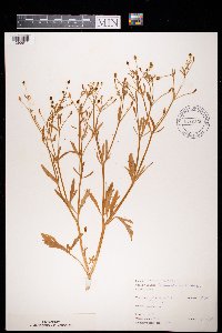 Ranunculus sceleratus image