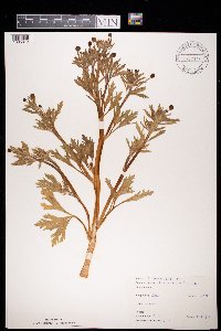 Ranunculus sceleratus image