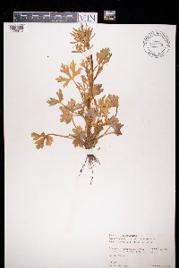 Ranunculus sceleratus image