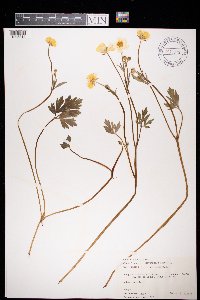 Ranunculus repens image