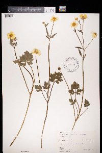 Ranunculus repens image
