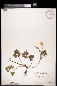 Ranunculus repens image