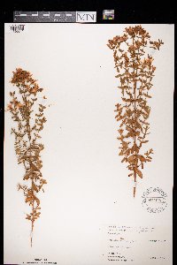 Hypericum perforatum image
