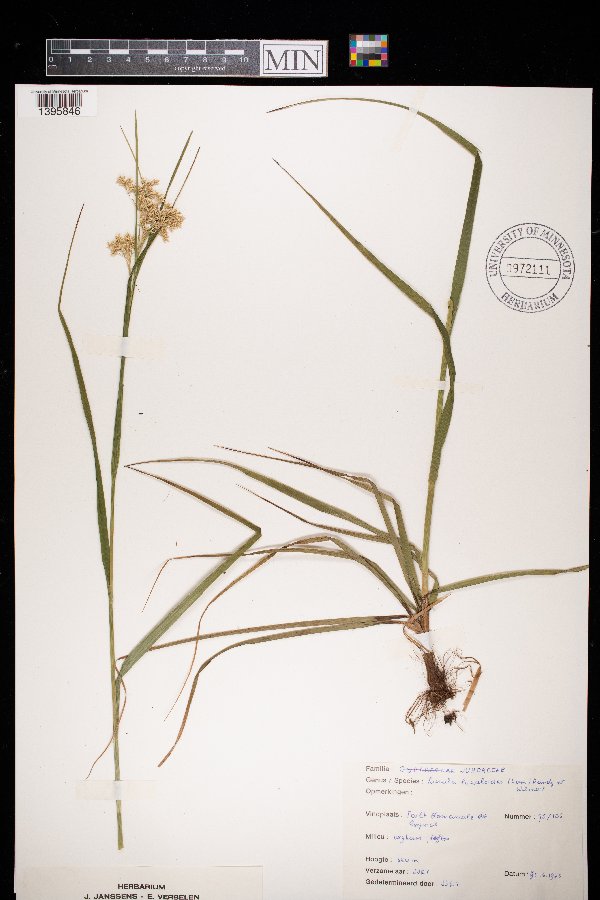 Luzula luzuloides image