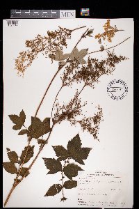 Filipendula ulmaria image