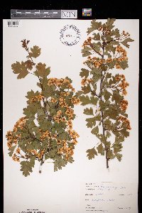 Crataegus monogyna image