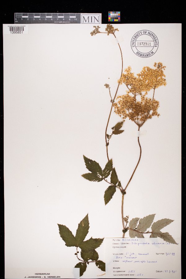Filipendula ulmaria image