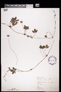 Potentilla reptans image