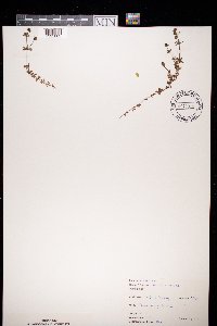 Image of Galium saxatile