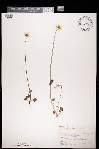Parnassia palustris image
