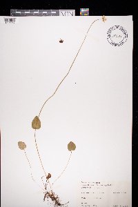 Parnassia palustris image