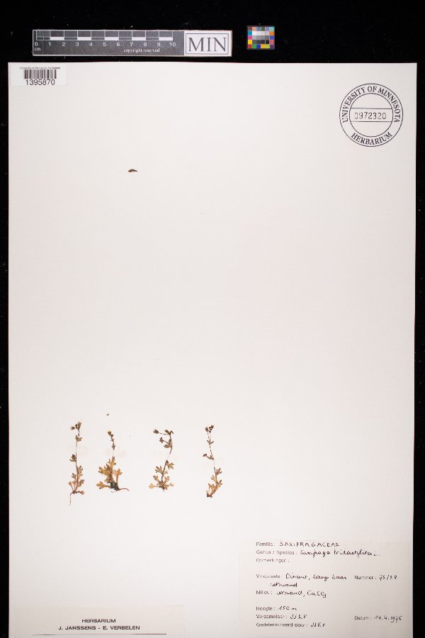 Saxifraga tridactylites image