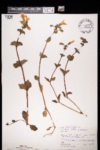 Erythranthe guttata image