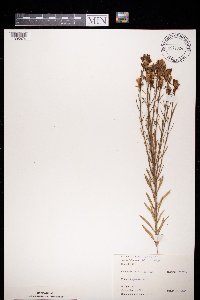 Linaria vulgaris image