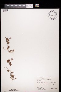 Veronica persica image
