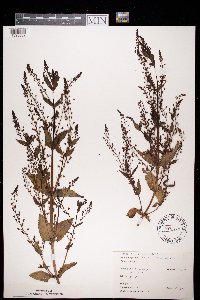Veronica anagallis-aquatica image