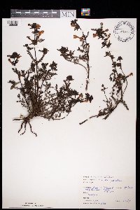 Pedicularis palustris image