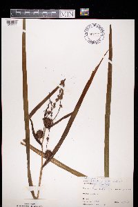 Media resource of Sparganium eurycarpum