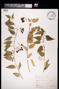 Solanum dulcamara image