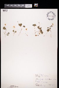thumbnail image of current specimen