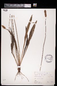 Plantago lanceolata image