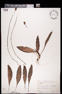 Plantago lanceolata image
