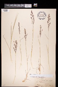Agrostis capillaris image