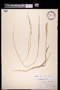 Alopecurus geniculatus image