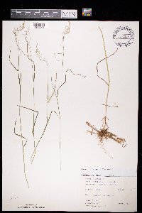 Agrostis capillaris image