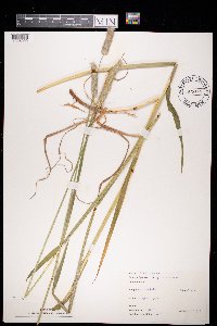 Alopecurus pratensis image