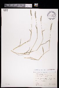 Alopecurus geniculatus image