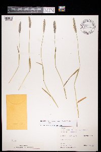 Alopecurus geniculatus image