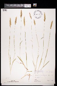 Anthoxanthum odoratum image