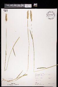 Anthoxanthum odoratum image