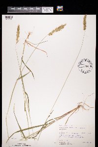 Anthoxanthum odoratum image