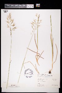 Avenula pubescens image