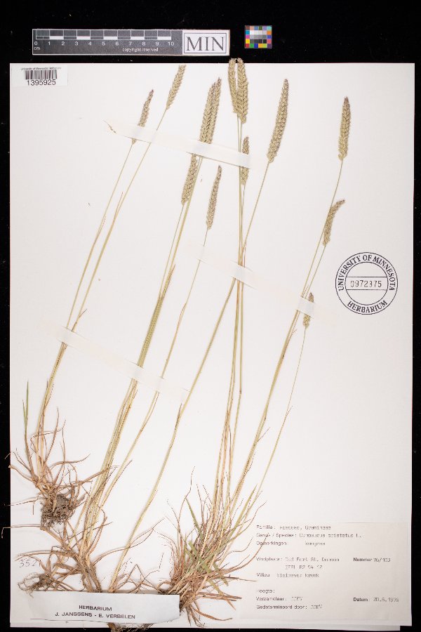 Cynosurus cristatus image