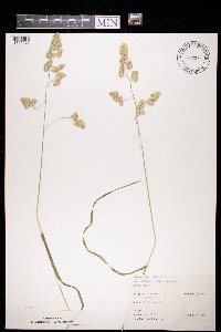 Dactylis glomerata image