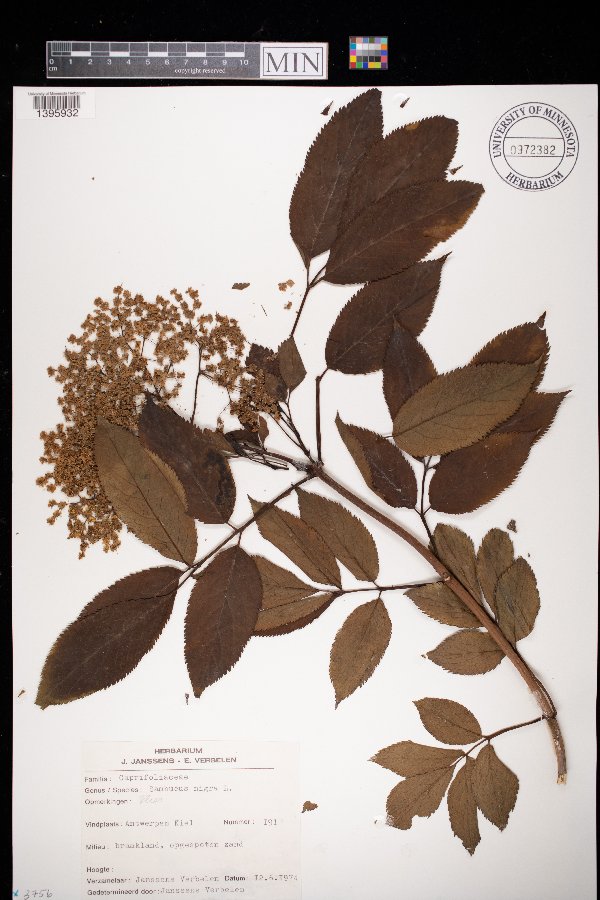 Sambucus image